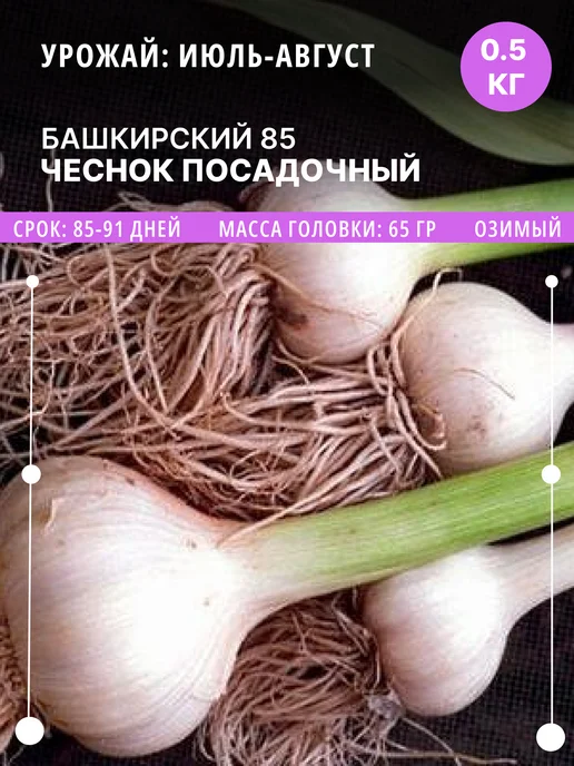 ФлораЛэнд Чеснок на посадку Башкирский 85 озимый, 0.5 кг луковицы, 500 г