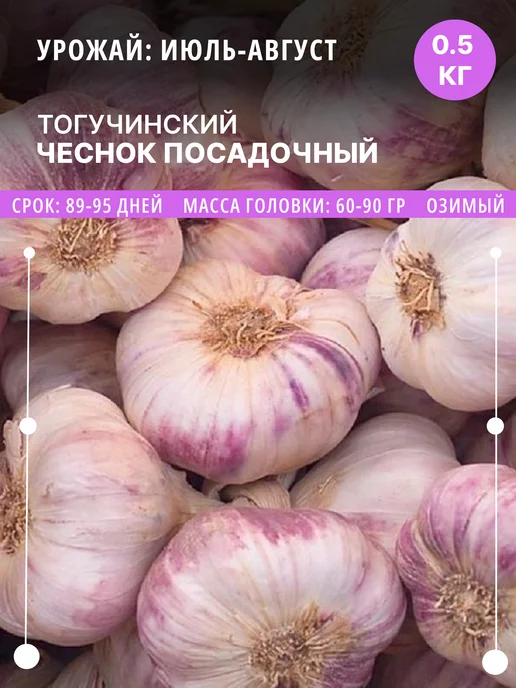 ФлораЛэнд Чеснок на посадку Тогучинский озимый, 0.5 кг луковицы, 500 г