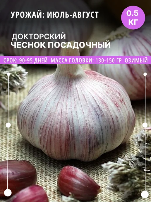 ФлораЛэнд Чеснок на посадку Докторский озимый, 0.5 кг луковицы, 500 г