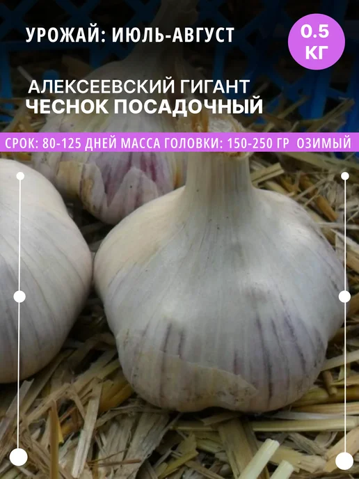 ФлораЛэнд Чеснок на посадку Алексеевский Гигант озимый, 0.5 кг, 500 г
