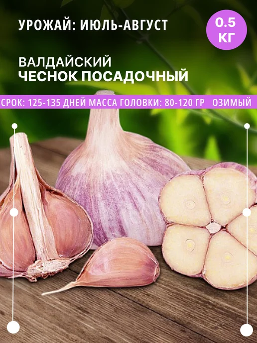 ФлораЛэнд Чеснок на посадку Валдайский озимый, 0.5 кг луковицы, 500 г