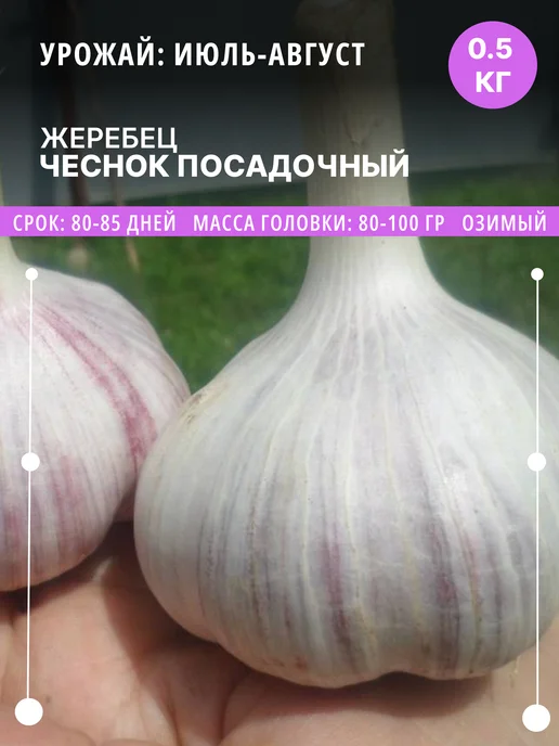 ФлораЛэнд Чеснок на посадку Жеребец озимый, 0.5 кг луковицы, 500 г