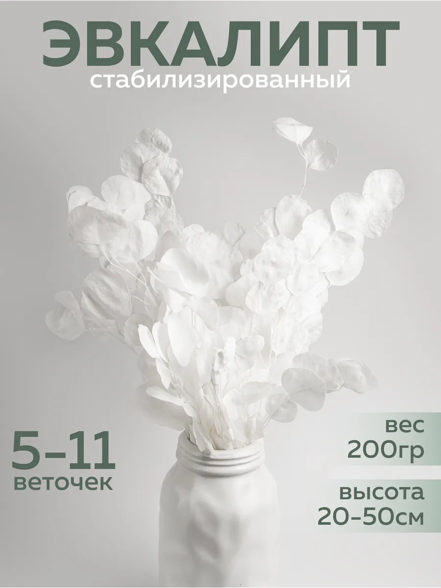 Сухоцветы для декора Эвкалипт стабилизированный натуральный