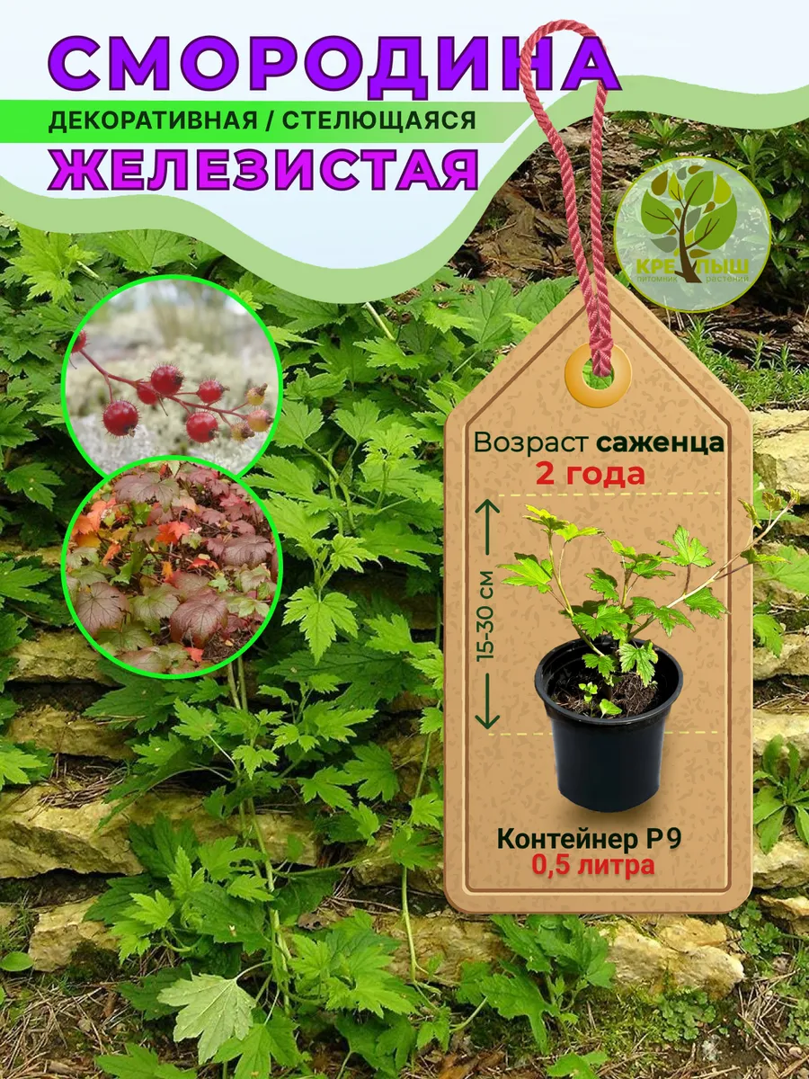 Смородина красная Железистая
