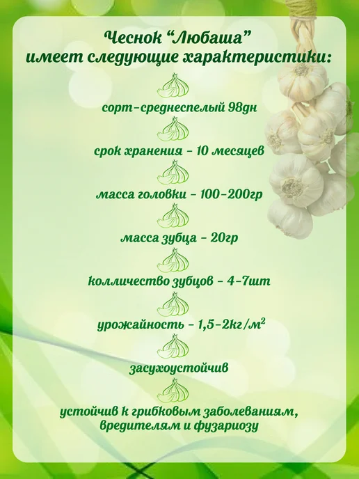 ЗДОРОВЫЙ БАЛАНС Чеснок озимый на посадку Любаша 1кг, 1 кг, фото 2