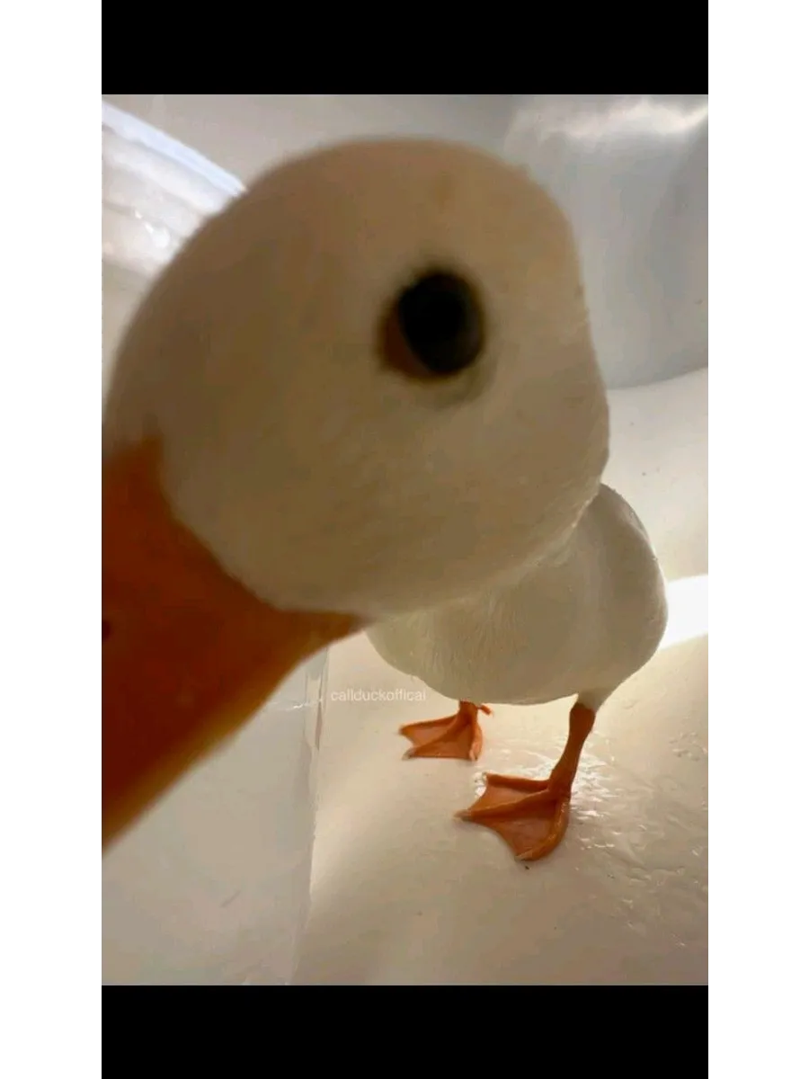 duck getting shot at while sitting on a chair alaska thunder net worth - Ilustrasi 3