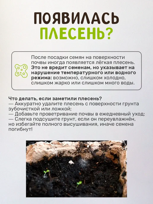 Сад на окне Конфетное дерево Набор для выращивания растений, вариант, фото 2