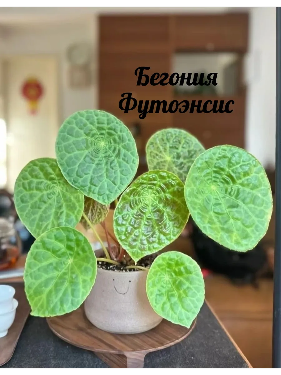 Бегония Футоенсис живое растение