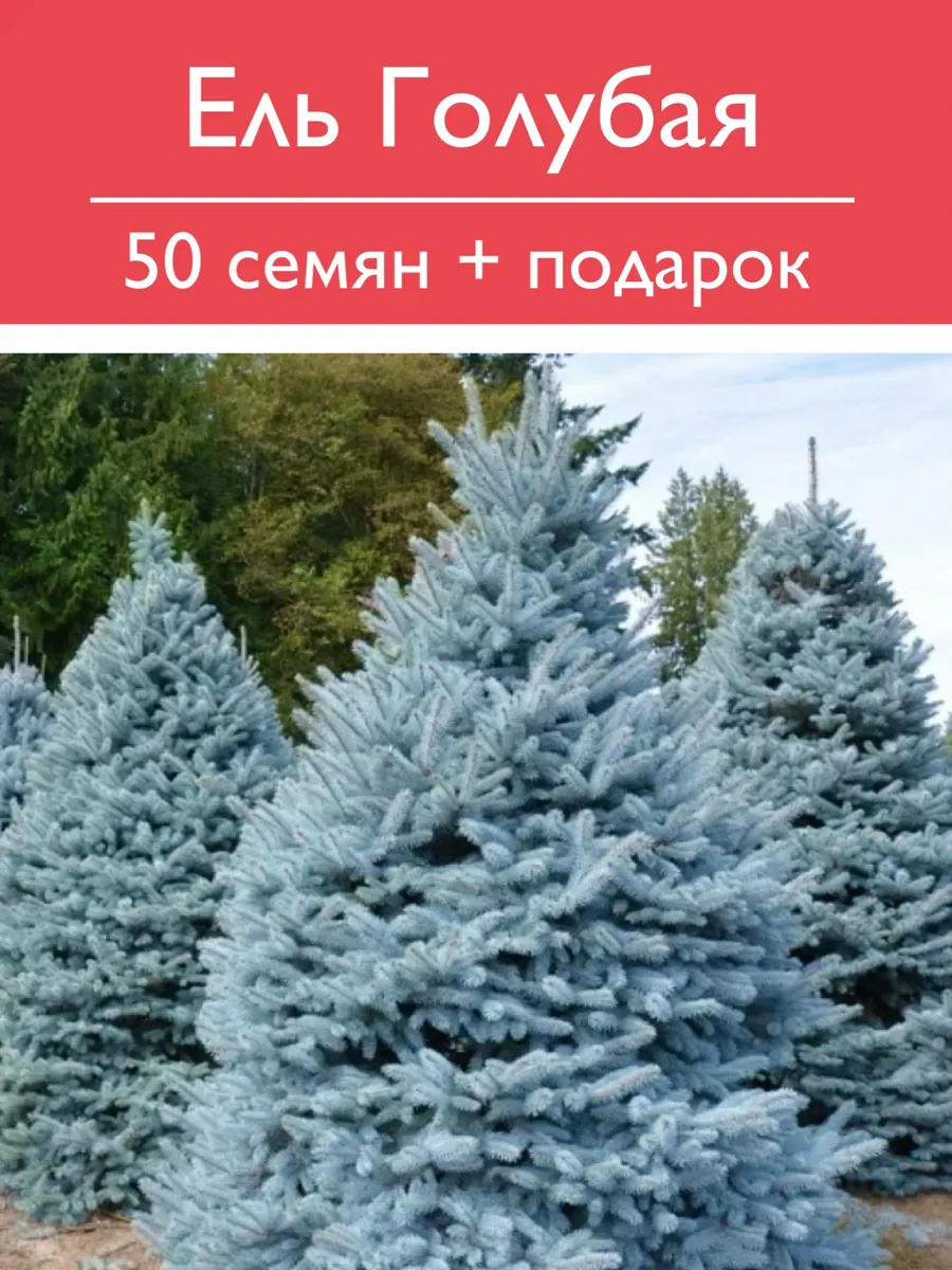 Семена голубой ели 50 штук + подарок