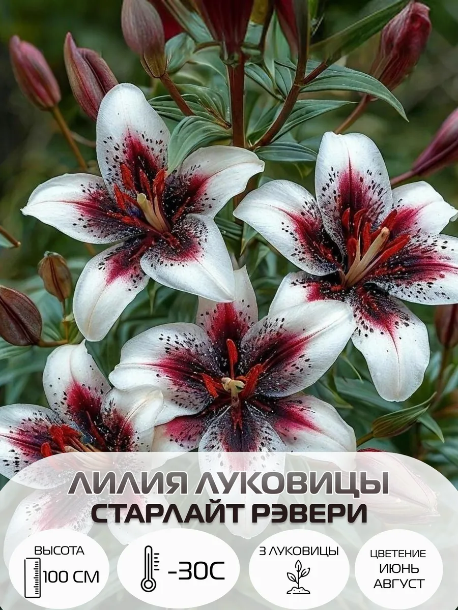 Луковицы лилии, многолетние зимостойкие цветы для сада