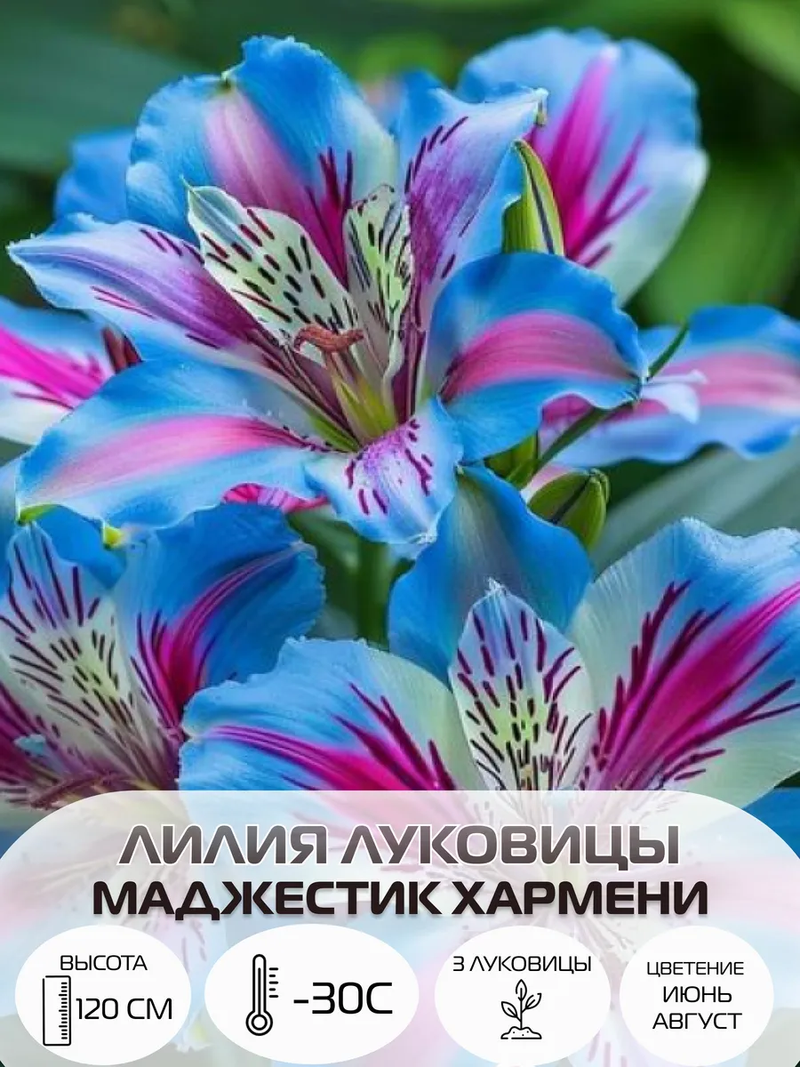 Луковицы лилии, многолетние зимостойкие цветы для сада