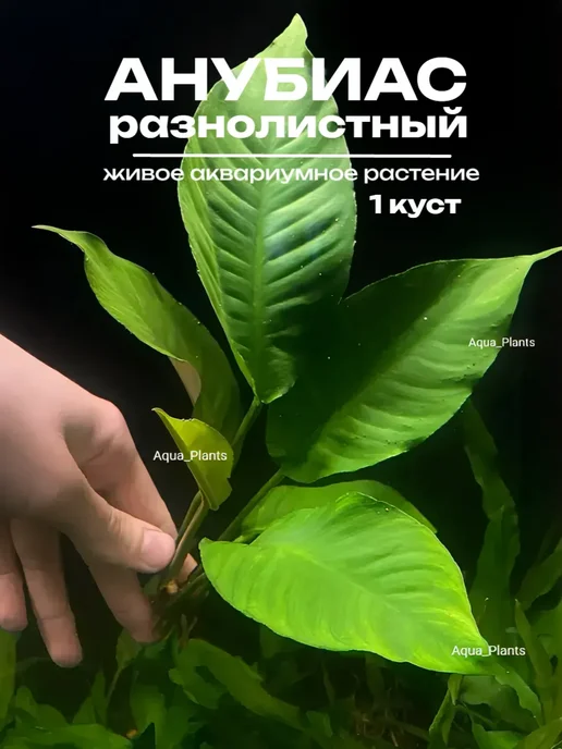 Aqua_Plants Анубиас Разнолистный (1 куст). Живое аквариумное растение, зеленый