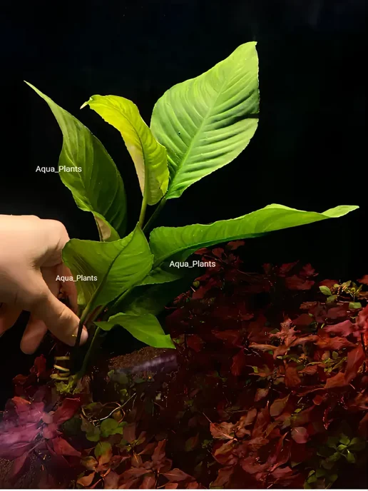 Aqua_Plants Анубиас Разнолистный (1 куст). Живое аквариумное растение, зеленый, фото 2