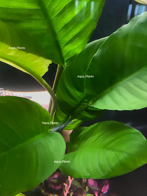 Aqua_Plants Анубиас Разнолистный (1 куст). Живое аквариумное растение, зеленый, фото 3