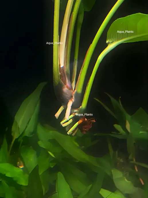 Aqua_Plants Анубиас Разнолистный (1 куст). Живое аквариумное растение, зеленый, фото 4