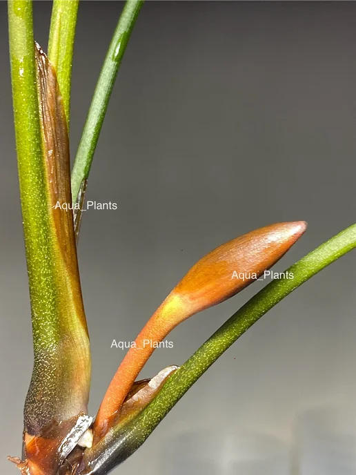 Aqua_Plants Анубиас Разнолистный (1 куст). Живое аквариумное растение, зеленый, фото 5