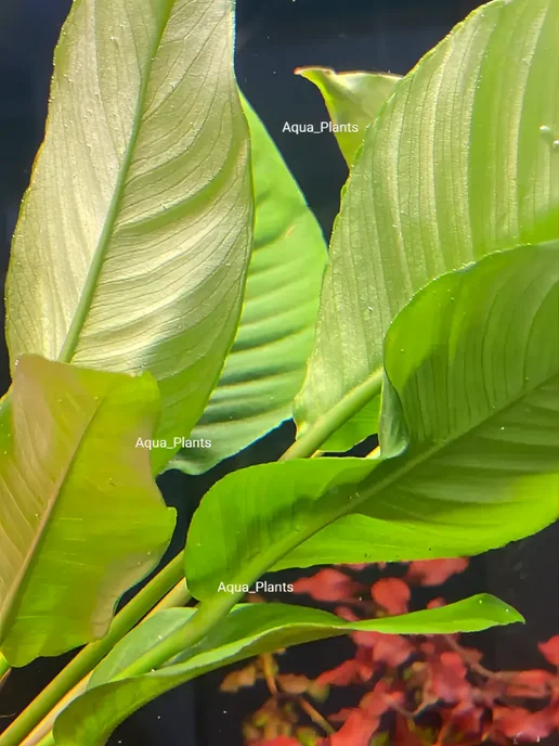 Aqua_Plants Анубиас Разнолистный (1 куст). Живое аквариумное растение, зеленый, фото 6