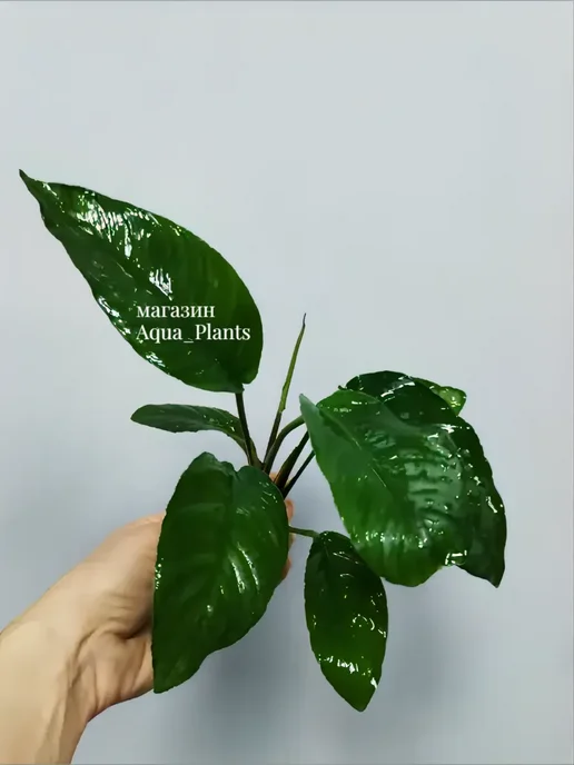 Aqua_Plants Анубиас Разнолистный (1 куст). Живое аквариумное растение, зеленый, фото 7
