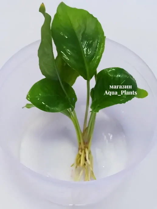 Aqua_Plants Анубиас Разнолистный (1 куст). Живое аквариумное растение, зеленый, фото 8