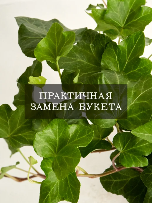 ZELE Хедера Хеликс Грин комнатное растение, серый, фото 3