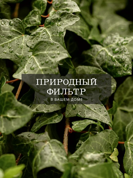 ZELE Хедера Хеликс Грин комнатное растение, серый, фото 7