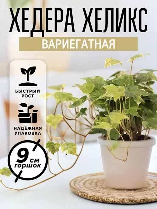 ZELE Хедера Хеликс Вариегатная комнатное растение, серый