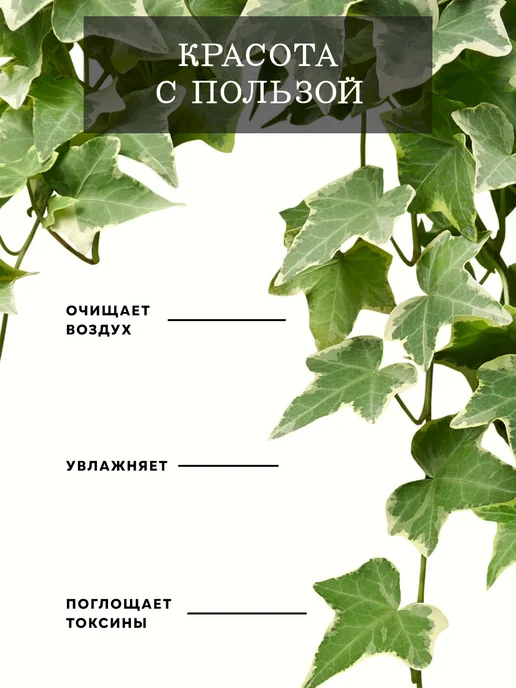 ZELE Хедера Хеликс Вариегатная комнатное растение, серый, фото 2