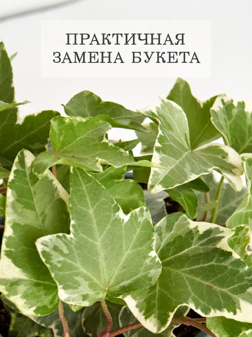 ZELE Хедера Хеликс Вариегатная комнатное растение, серый, фото 4