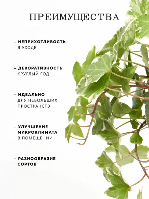 ZELE Хедера Хеликс Вариегатная комнатное растение, серый, фото 5