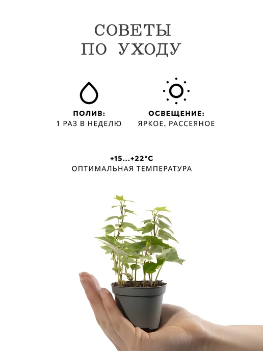 ZELE Хедера Хеликс Вариегатная комнатное растение, серый, фото 6