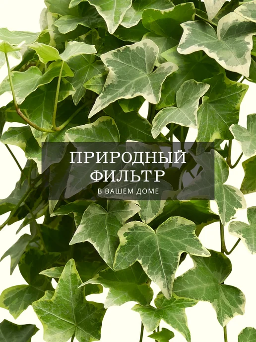 ZELE Хедера Хеликс Вариегатная комнатное растение, серый, фото 7