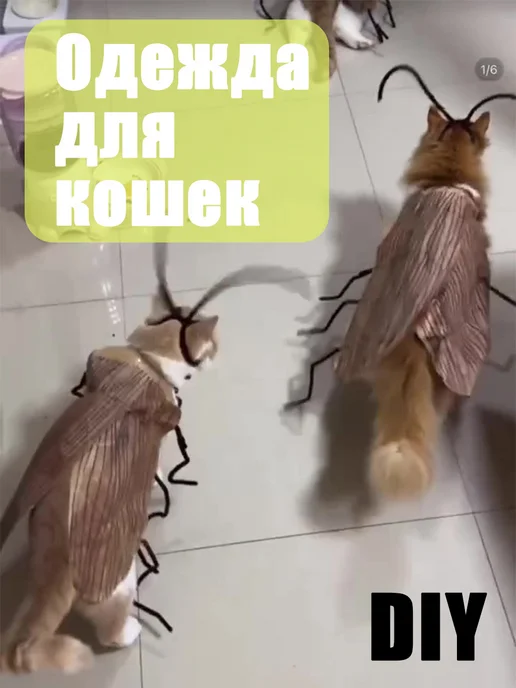 Ивановодағы секс көру