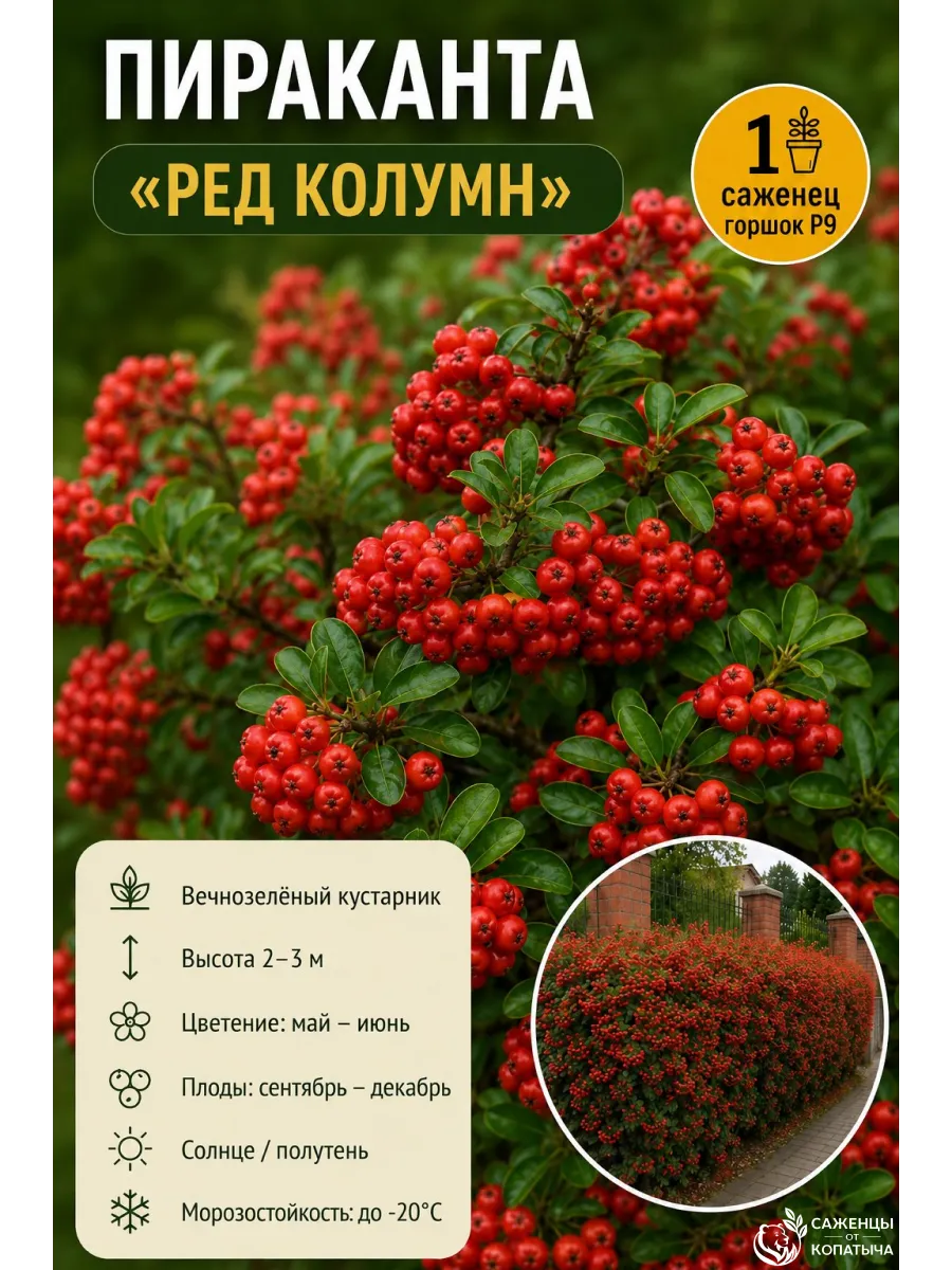 Пираканта Ред Колумн саженец ЗКС 1 шт