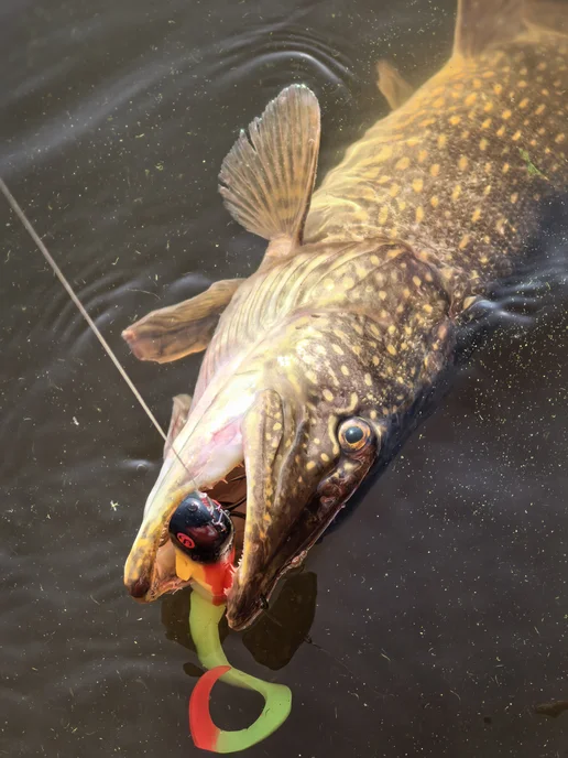 skill catch Силиконовая приманка на щуку Бульдог Salo, вариант, фото 2