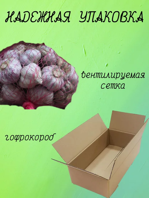 ОВОЩИ ОТ ФЕРМЕРА Чеснок на посадку Григорий Комаров 300гр, 1 кг, фото 2