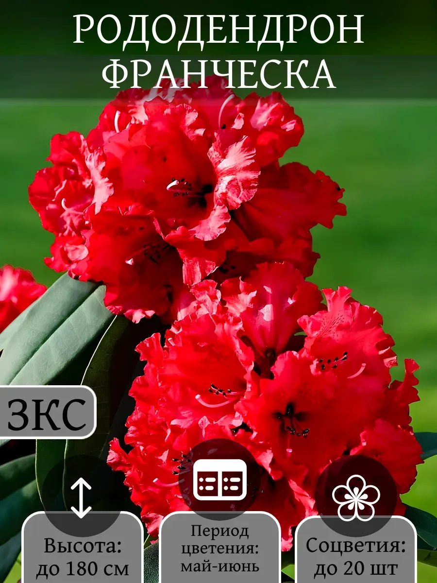 Рододендрон Франческа