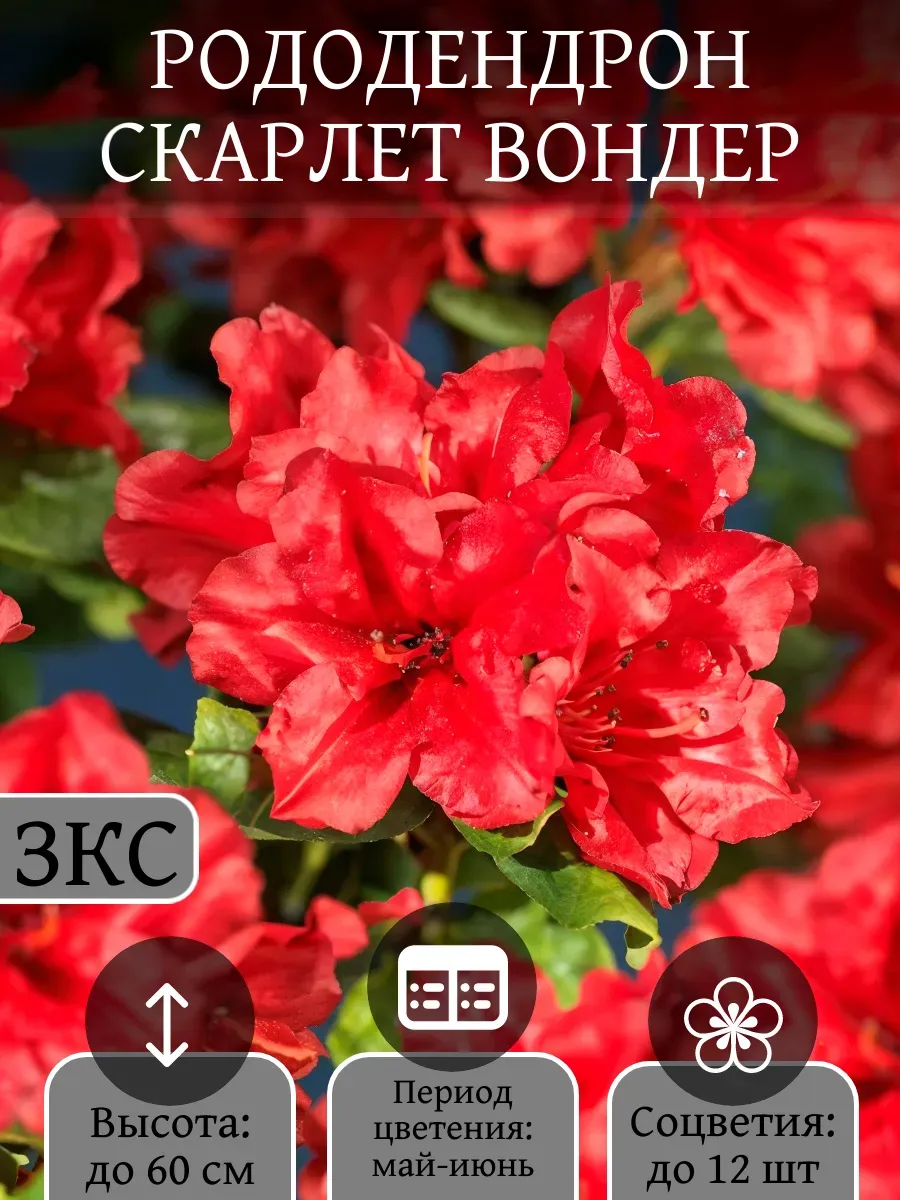 Рододендрон Скарлет Вондер