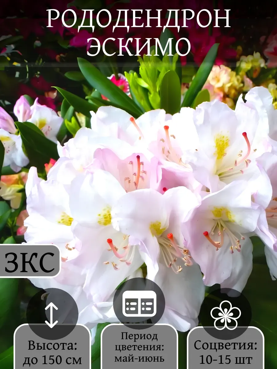 Рододендрон Эскимо