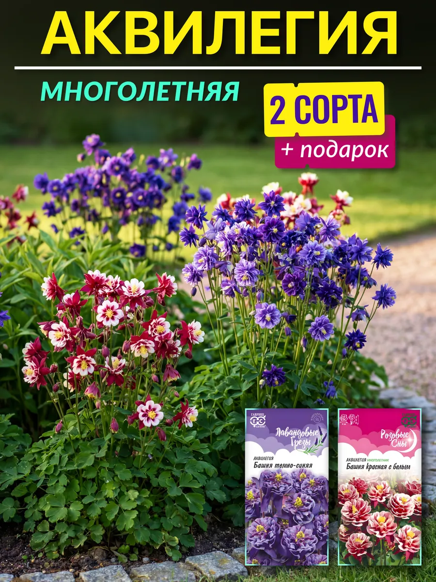 Семена аквилегии многолетней