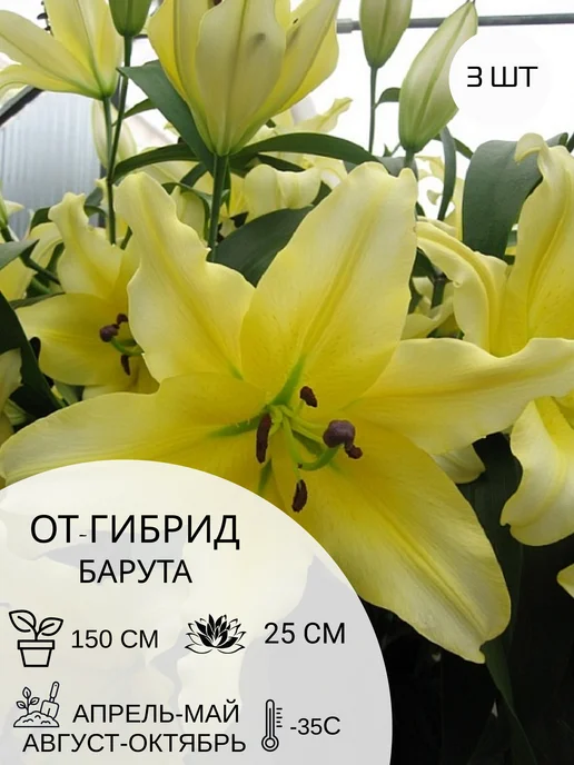 УСАДЬБА САДА Лилия от-гибрид Барута, луковицы многолетние, 3 шт