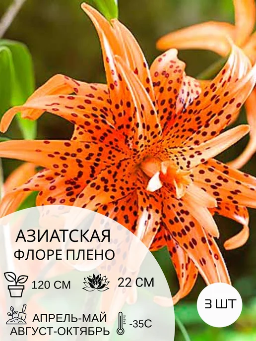 УСАДЬБА САДА Лилия азиатская Флоре Плено, многолетние цветы, 3 шт