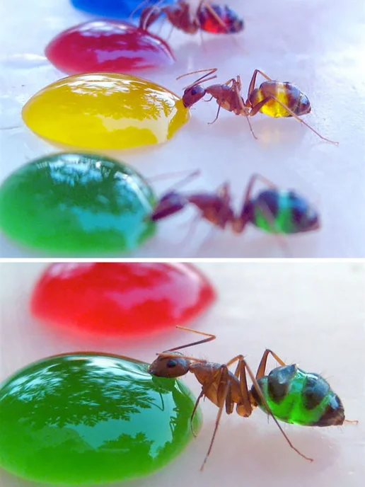 LUCKY ANT Углеводный корм для муравьев, сироп, фото 5