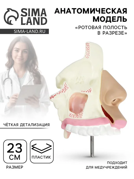 Анатомическая модель «Ротовая полость в разрезе», вариант