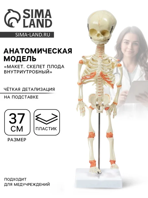 Анатомическая модель «Макет. Скелет плода внутриутробный», 3, вариант