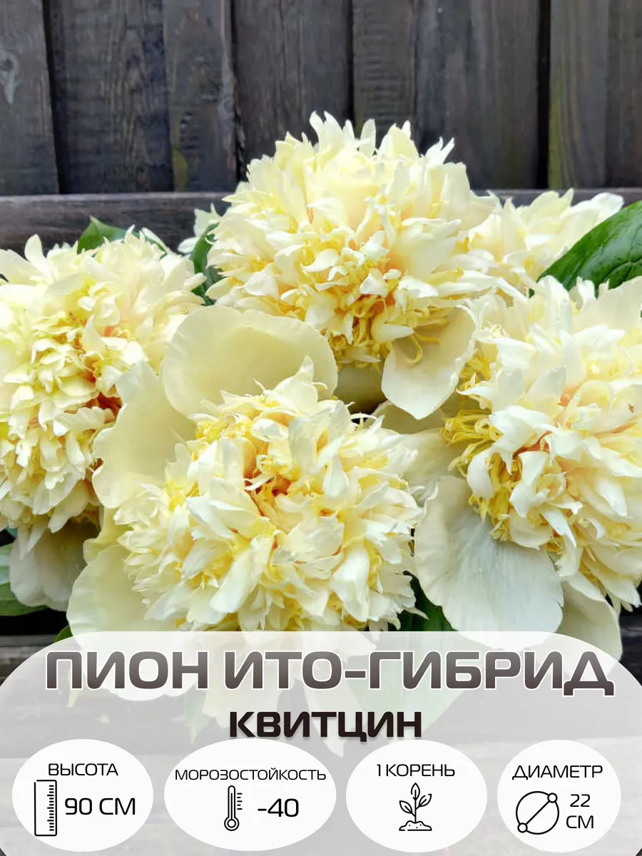 Саженцы пиона зимостойкого ИТО-гибрид Квитцин