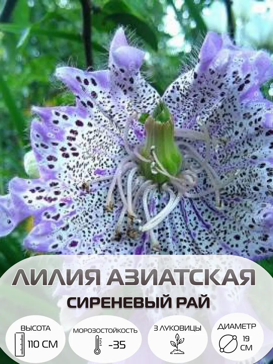 Луковицы лилии азиатской Сиреневый Рай, многолетние цветы