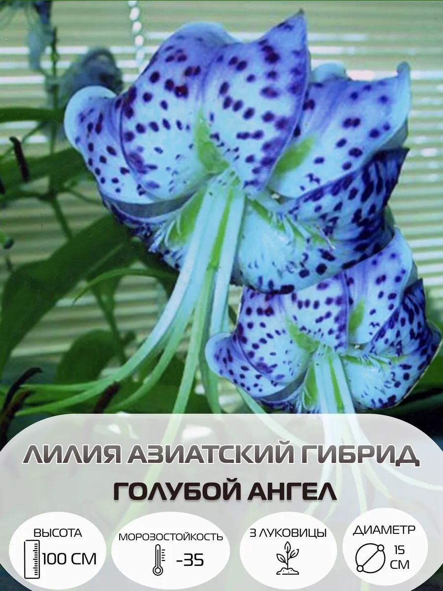 Луковицы лилии гибрид Голубой Ангел, многолетние цветы