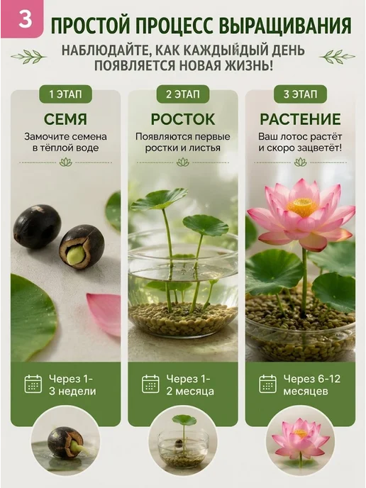 Набор для выращивания растений и цветов лотоса 2 шт, 2 шт, фото 3