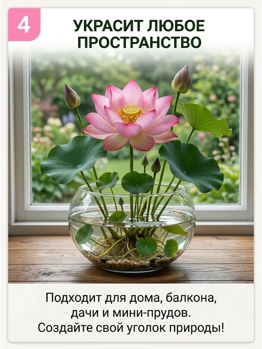 Набор для выращивания растений и цветов лотоса 2 шт, 2 шт, фото 4