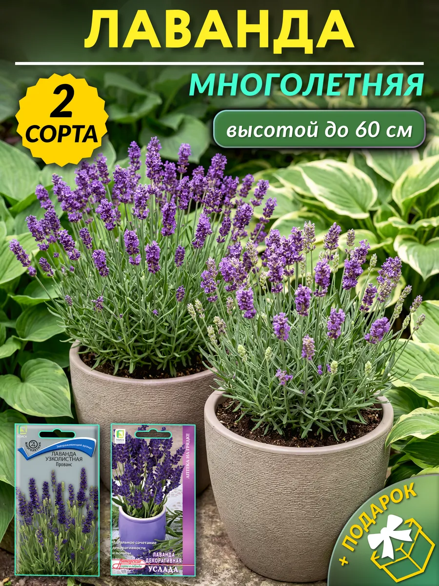 Семена лаванды многолетней зимостойкой